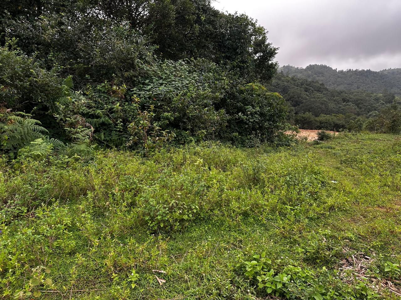 5 Acre Land for Sale – Devaramane, Mudigere (Chikkamagaluru District)